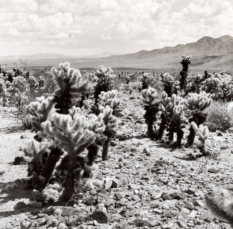 Joshua tree - shooting photo Annvies & Djarwood